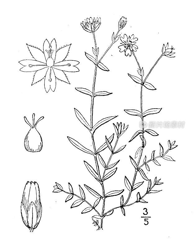 古植物学植物插图:Cerastium cerastioides, Starwort chickweed